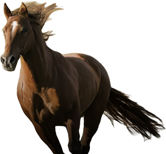 オーナーズカード画像